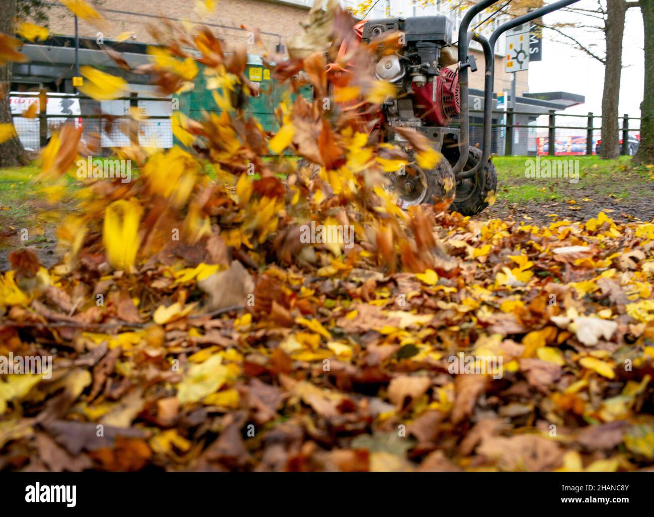 Nahaufnahme eines industriellen Laubbblasers, der Blätter an die Kamera bläst, während Mitarbeiter des Stadtrats die Parks im Stadtzentrum von Southampton (Großbritannien) räumen. Stockfoto