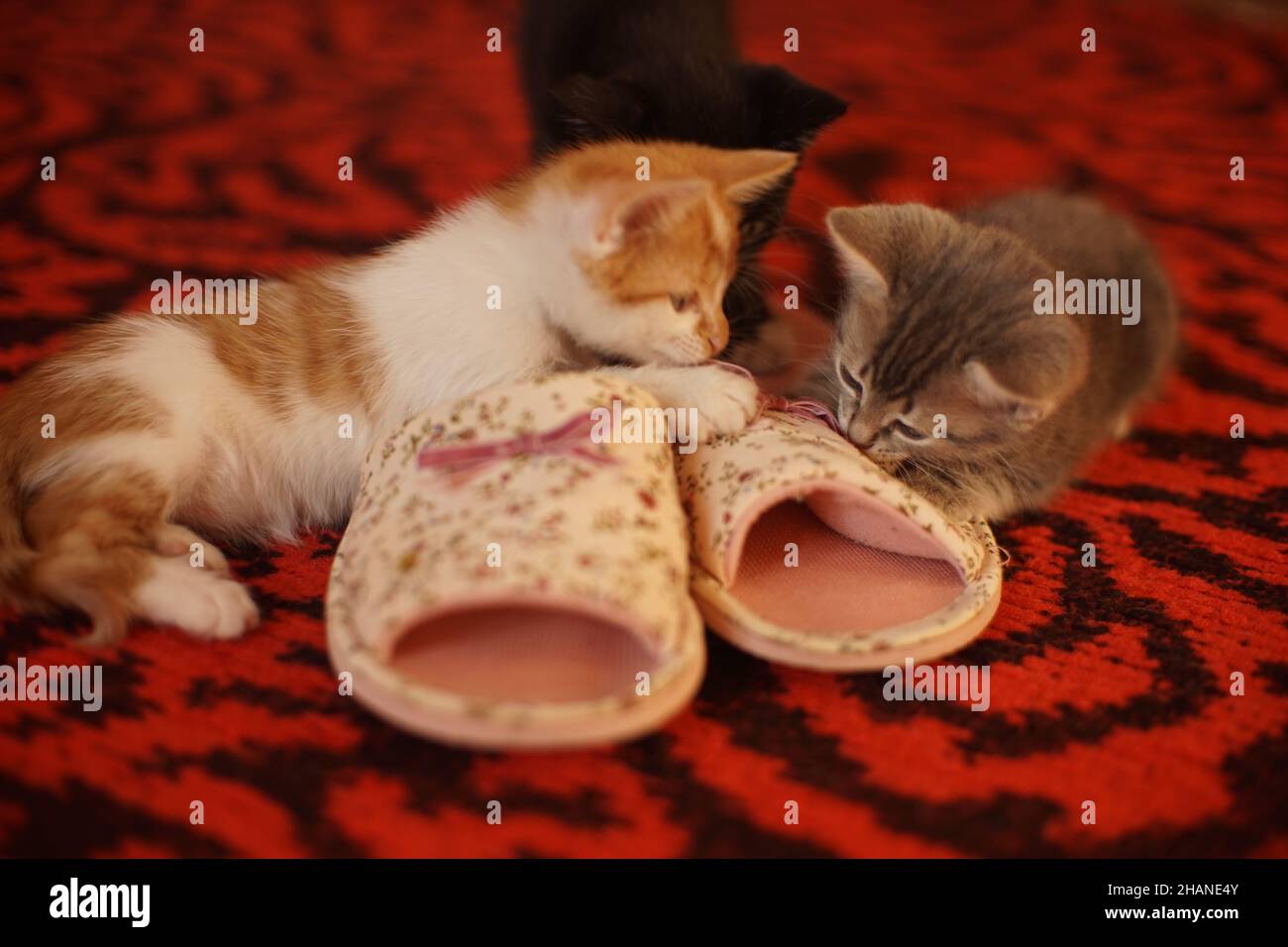 Lustige Kätzchen spielen mit rosa weiblichen Pantoffeln auf dem roten Teppich. Stockfoto