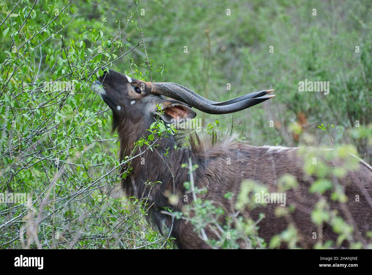 Der starke und stolze Nyala-Bulle, Tragelaphus angasii, ist eine spiralförmige gehörnte Antilope aus dem südlichen Afrika, die in der Landschaft des afrikanischen Buschs herumläuft Stockfoto