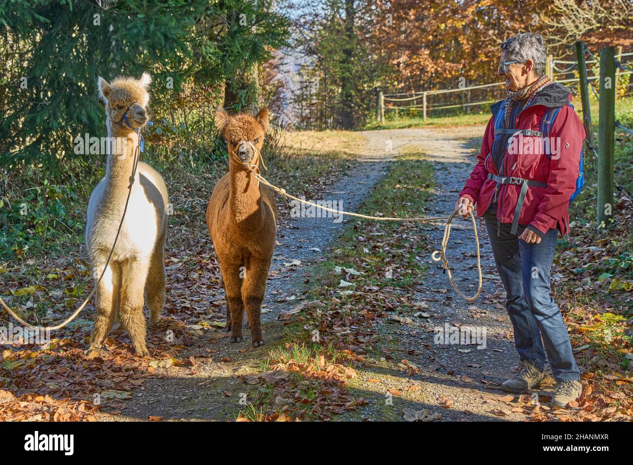 Frau in roter Jacke geht zwei Alpakas, Beige und Braun, auf Einem Waldweg. Bauma Zürich Oberland Schweiz Stockfoto
