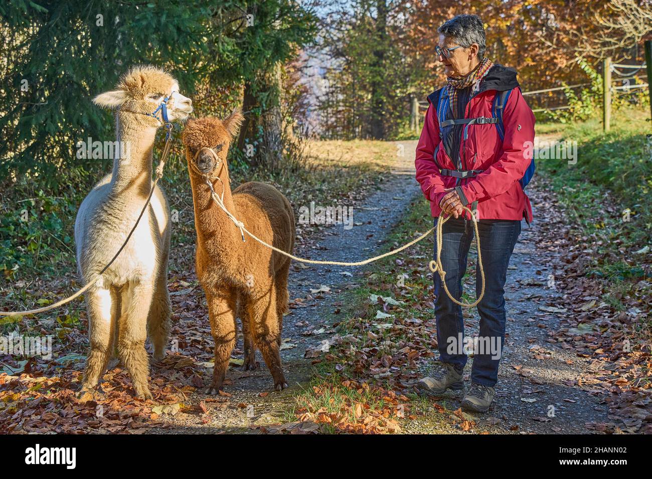 Frau in roter Jacke geht zwei Alpakas, Beige und Braun, auf Einem Waldweg. Bauma Zürich Oberland Schweiz Stockfoto