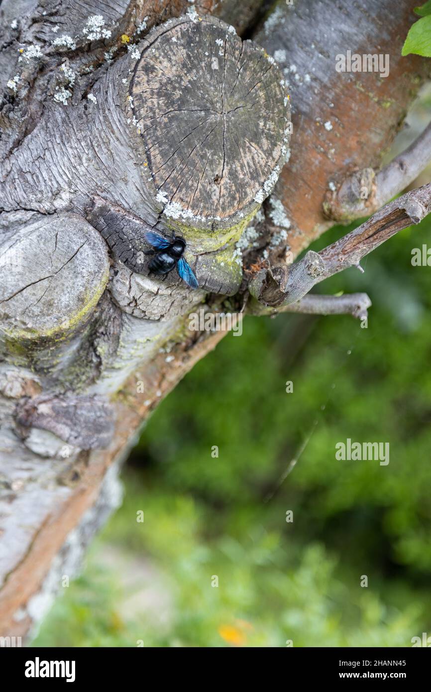 Eine wunderschöne blaue Holzbiene arbeitet am Stamm eines alten Baumes. Stockfoto