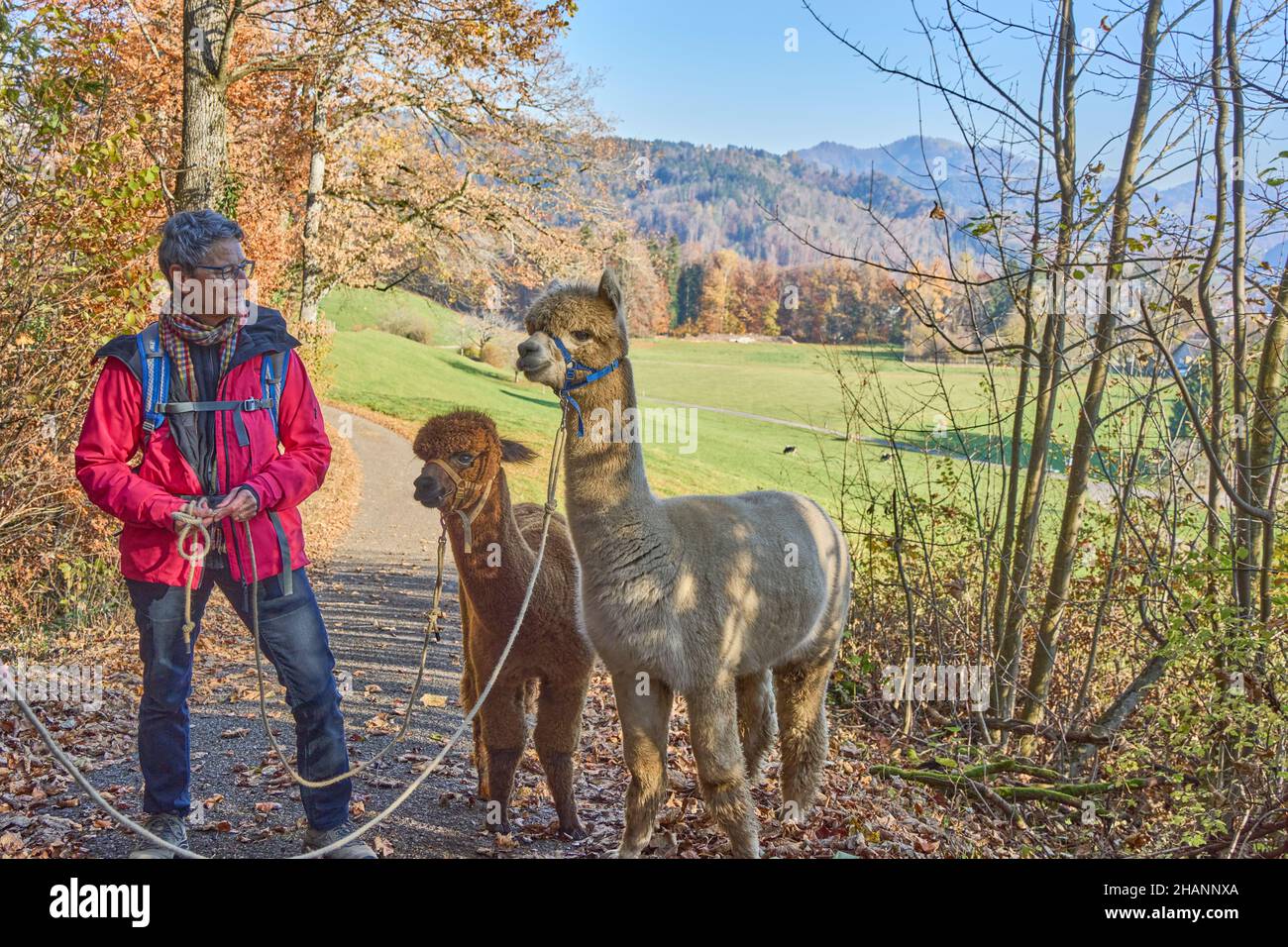 Frau in roter Jacke führt zwei Alpakas, Beige und Braun, zu Einem Spaziergang auf dem Forest Path. Im Hintergrund Wiesen, Wald, Blauer Himmel. Bauma, Zürich Oberland Stockfoto