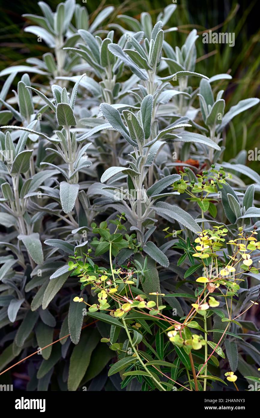 Phlomis, silberne Blätter, silbernes Laub, dürretolerant, Kiesgarten, Kies-Gartenarbeit, Trockengarten, trockener Garten, Wasser-Weise Gartenarbeit, RM Floral Stockfoto