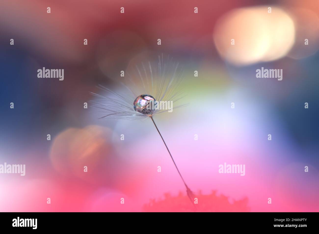 Schöne Natur Hintergrund.Florale Kunst Design.Abstrakte Makro-Fotografie.Pastell Blume.Dandelion Blumen.Rosa Hintergrund.Kreative Künstlerische Wallpaper. Stockfoto