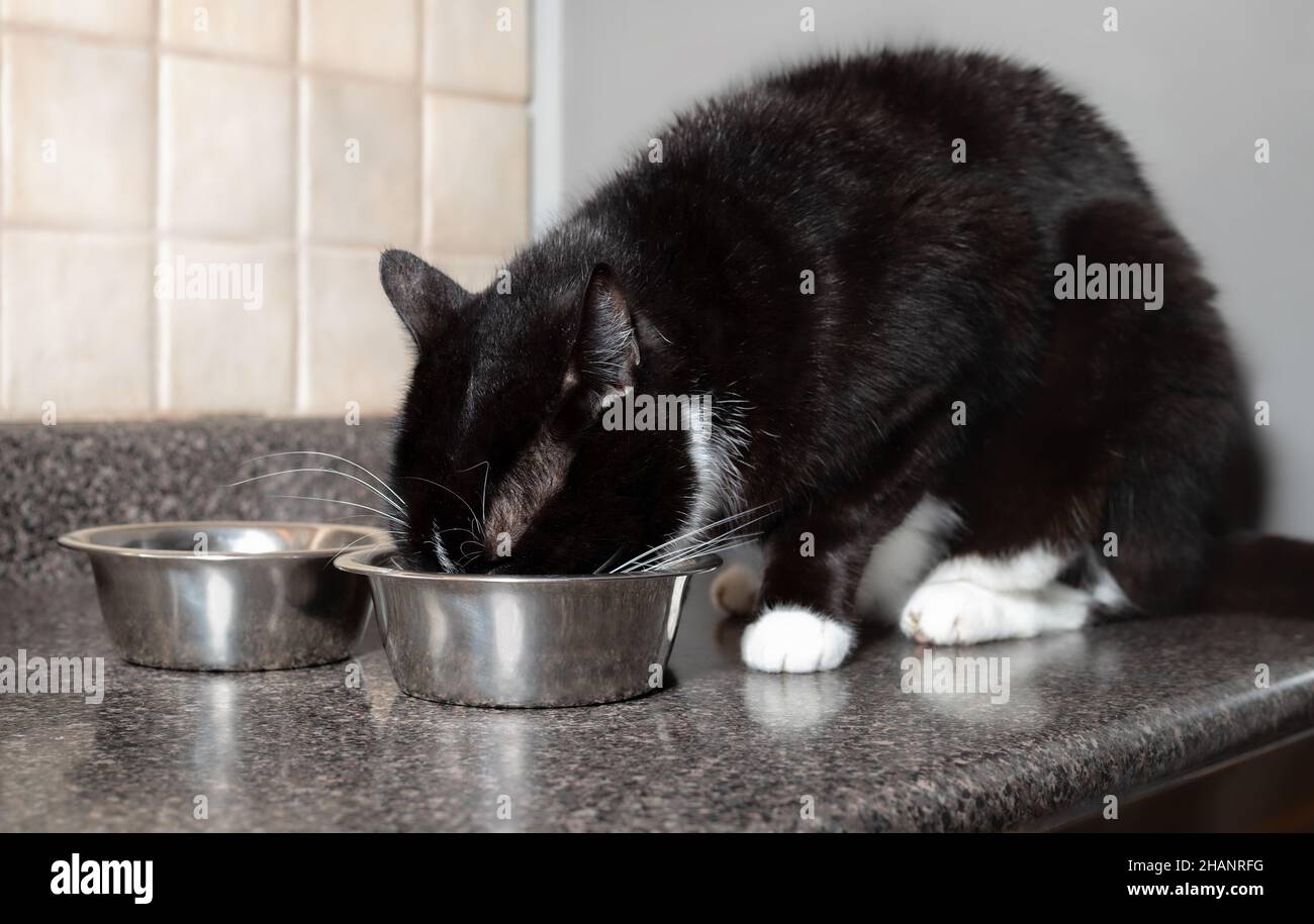 Eine große Katze, die aus einer Schüssel isst, während sie auf der Küchentheke sitzt. Ein schwarzer Kurzhaar-Kater hockt sich hinter zwei Tierfutter-DIS aus Edelstahl Stockfoto