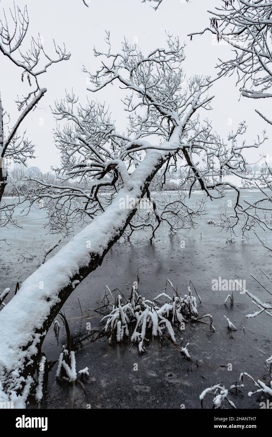 Schneebedeckte Bäume im Winter gefrorenen See.Frostiger kalter Tag im Freien, ruhige frische Szene.Kalte eisige Wettervorhersage, bewölkt schneit Tag.Foggy bewölktes Land Stockfoto