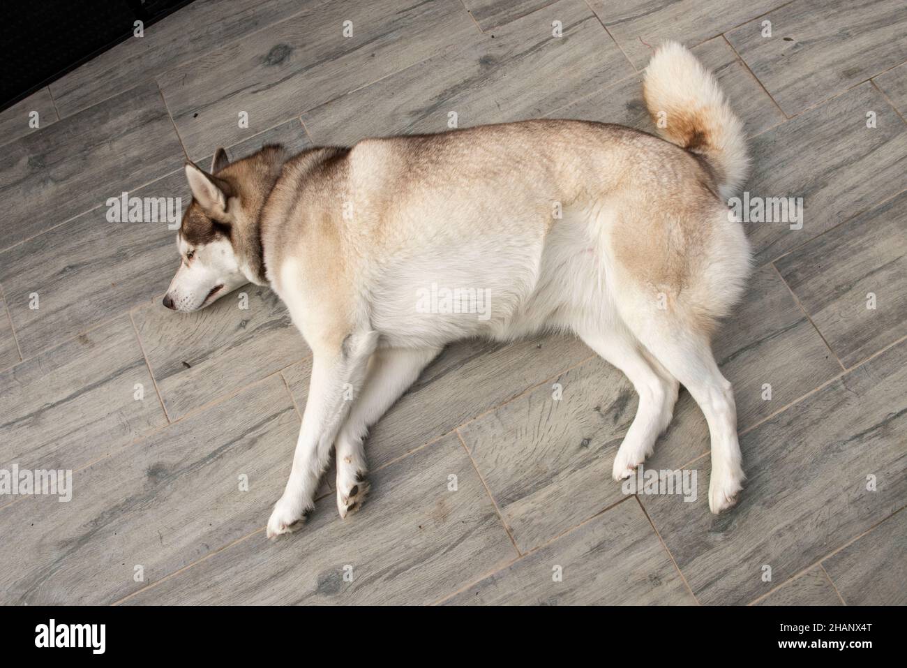 Sibirischer Husky auf dem Boden Stockfoto