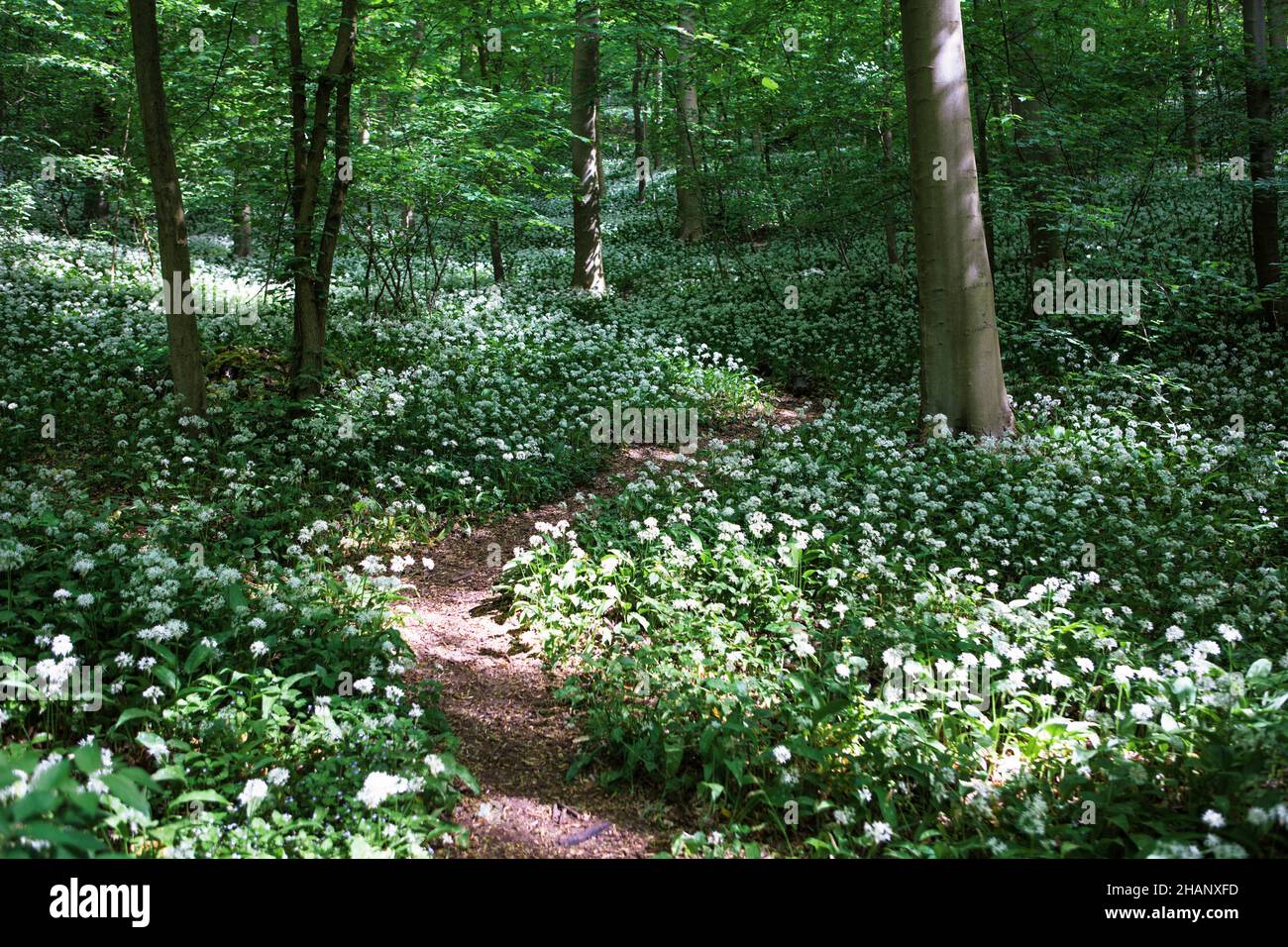 Allium ursinum oder Bärlauch bedeckt den Waldboden, Deutschland, Europa Stockfoto