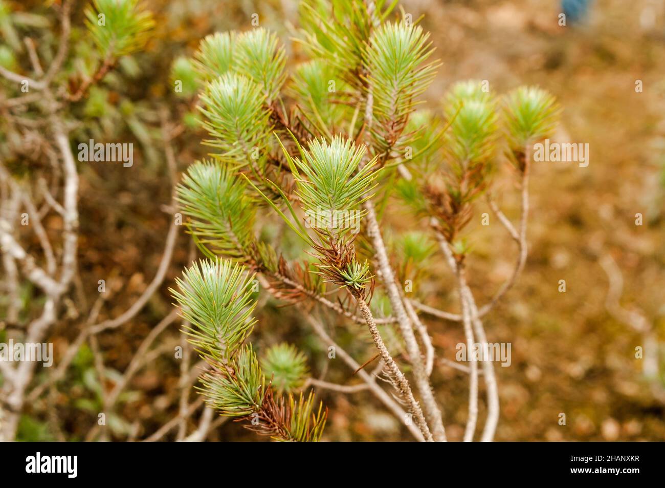 Juveniles Laub mit Nadeln eines Zirbenstückes im Herbst. Pinus pinea, in einem Wald in Zamora, Spanien. Stockfoto