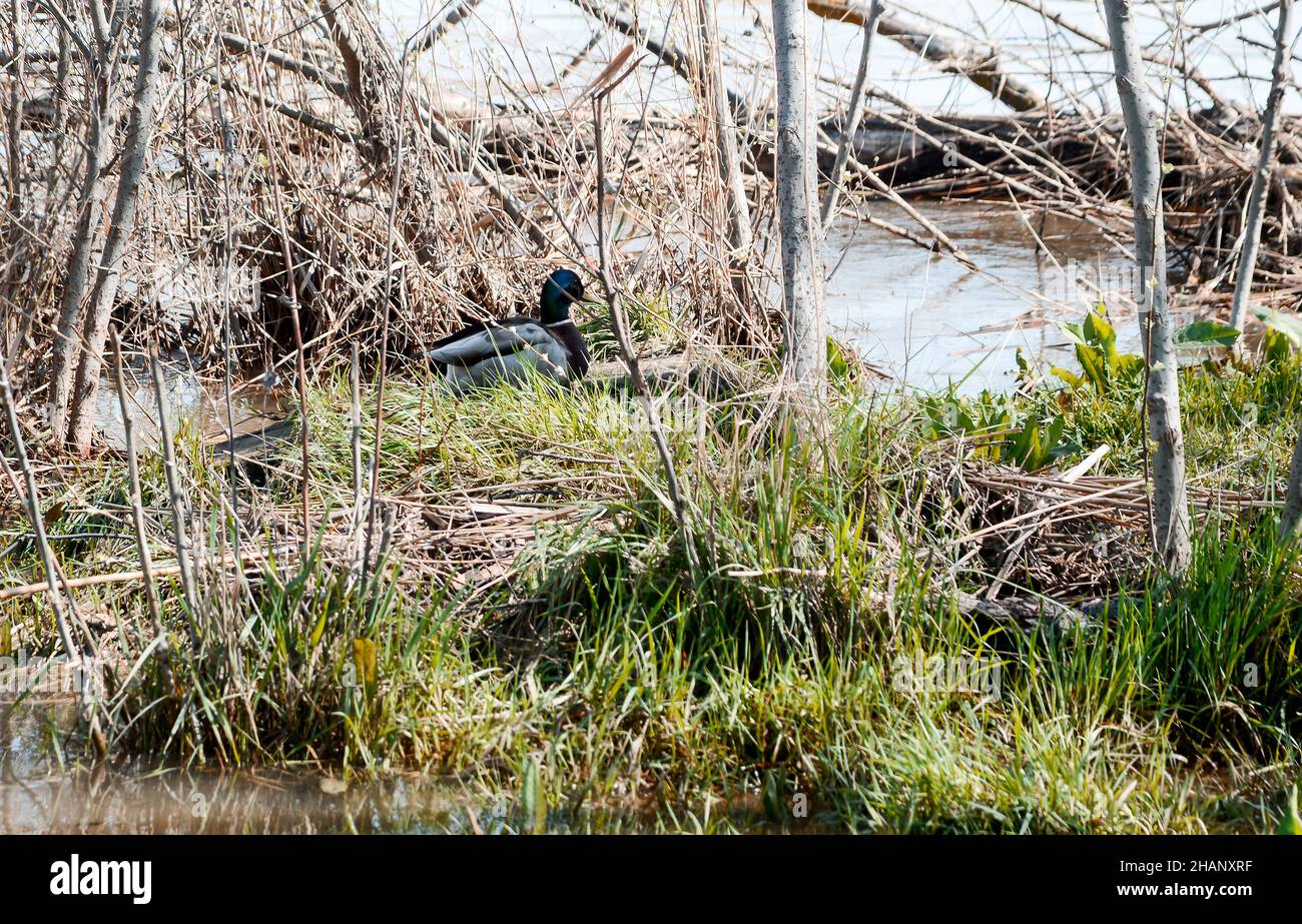 Männliche blaue Ente, Anas platyrhynchos, versteckt im Unterholz am Ufer des Duero Flusses in Zamora im Frühjahr. Stockfoto