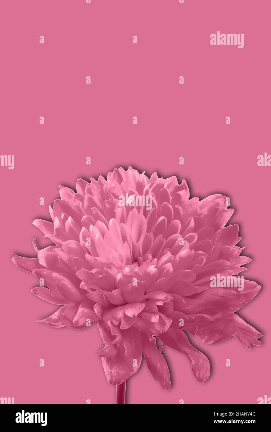 Blume in pazifischer rosa Farbe des Jahres Stockfoto