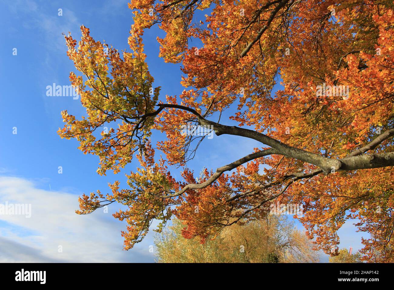 Herbstbaum mit fallfarbenen Blättern vor einem strahlend blauen Himmel Stockfoto