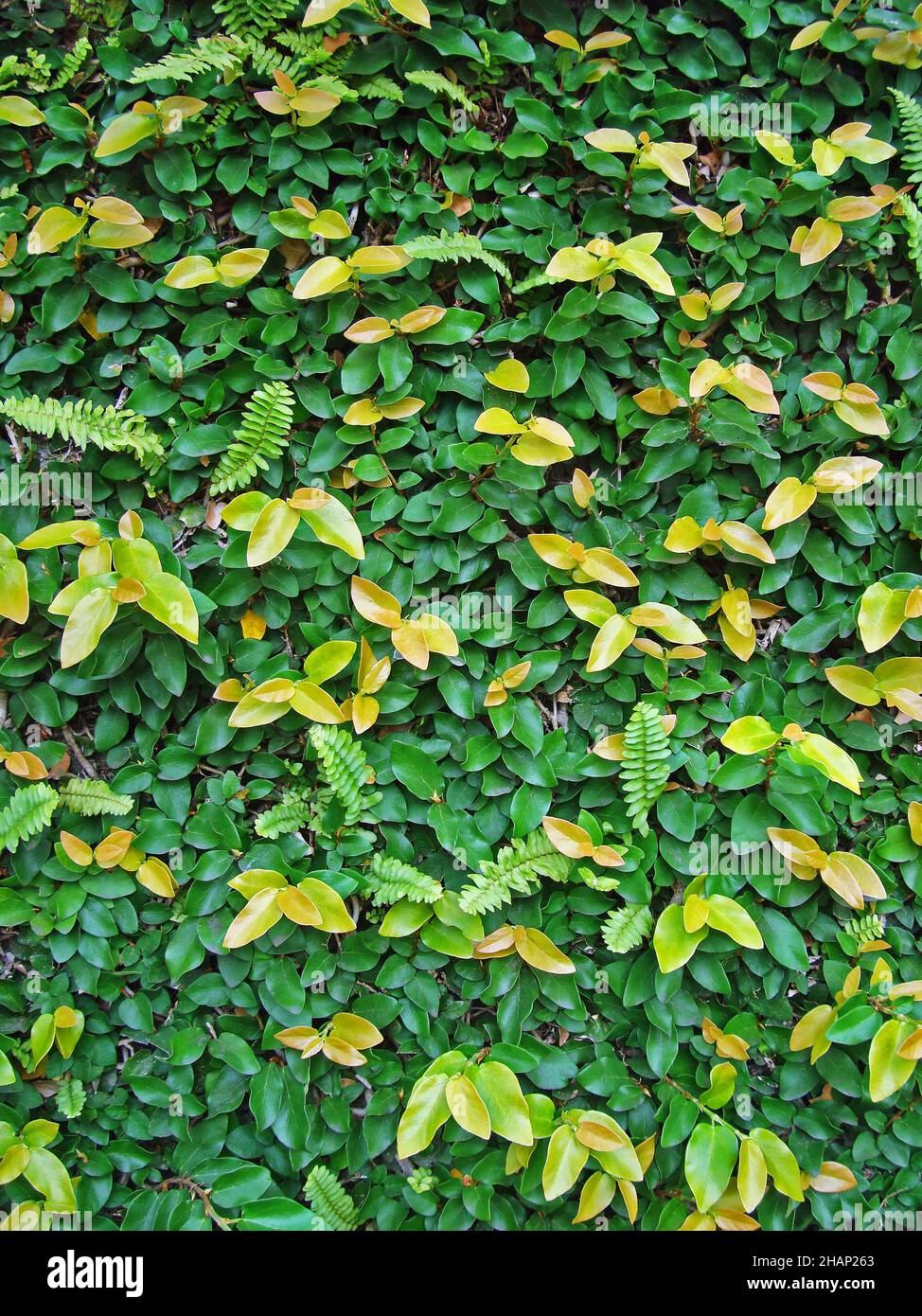 Kriechende Feige oder kletternde Feige (Ficus pumila) Stockfoto