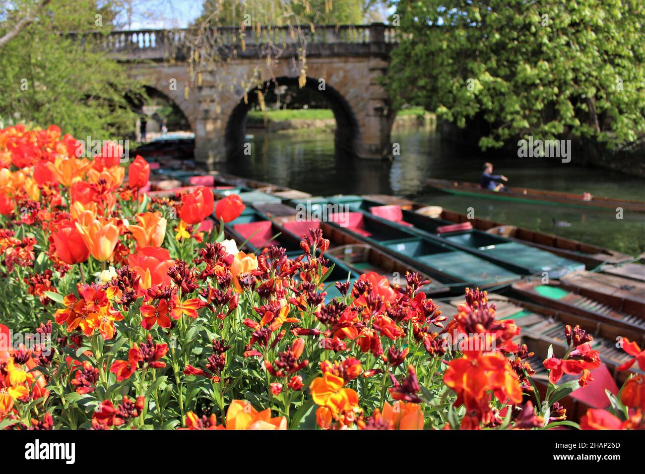 Magdalen Bridge Oxford im Frühling Stockfoto