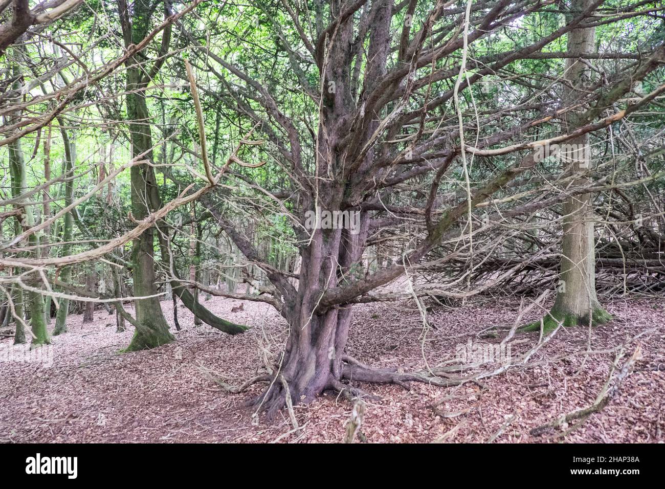 Kingley Vale, Kingley Vale National Nature Reserve, ein Hain mit alten Bäumen, die zu den ältesten lebenden Dingen in Großbritannien gehören, und einer der schönsten Eibenwälder in Westeuropa. Das Naturschutzgebiet ist eine perfekte Gelegenheit, einige der riesigen verdrehten Bäume zu fotografieren. West,Sussex,South,of,Southern,England,Englisch,GB,Großbritannien,Britisch,UK,Vereinigtes Königreich,Europa,europäisch Stockfoto