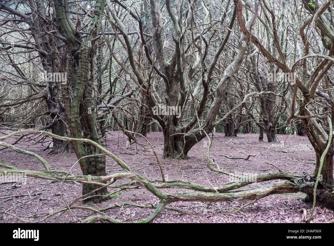 Kingley Vale, Kingley Vale National Nature Reserve, ein Hain mit alten Bäumen, die zu den ältesten lebenden Dingen in Großbritannien gehören, und einer der schönsten Eibenwälder in Westeuropa. Das Naturschutzgebiet ist eine perfekte Gelegenheit, einige der riesigen verdrehten Bäume zu fotografieren. West,Sussex,South,of,Southern,England,Englisch,GB,Großbritannien,Britisch,UK,Vereinigtes Königreich,Europa,europäisch Stockfoto