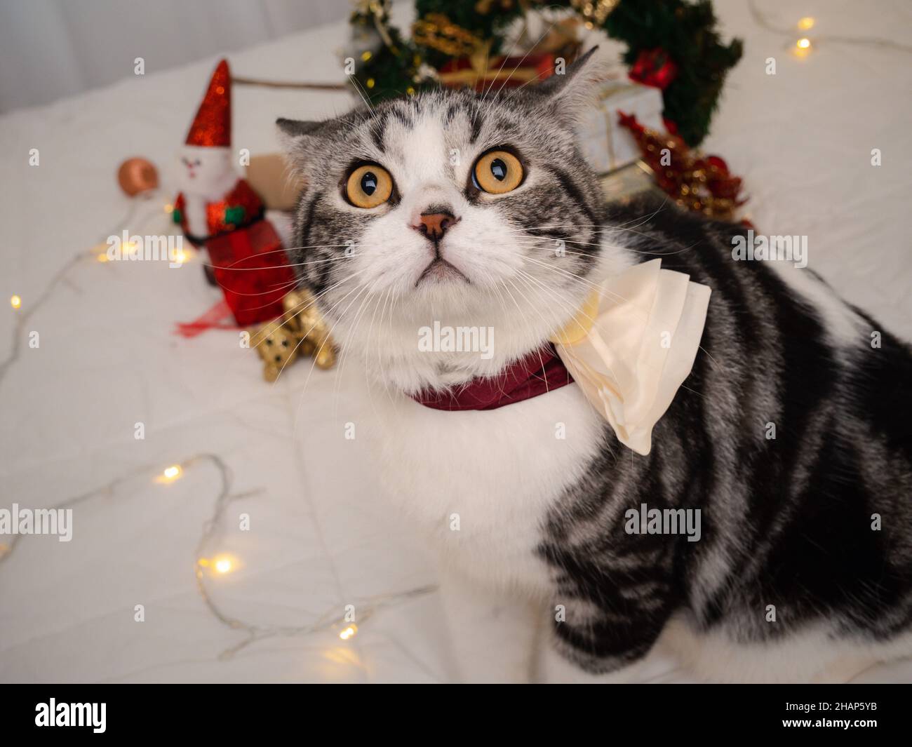 Niedliche Tabby-Katze mit weihnachtlichen Ornamenten auf weißem Bett im Schlafzimmer Stockfoto