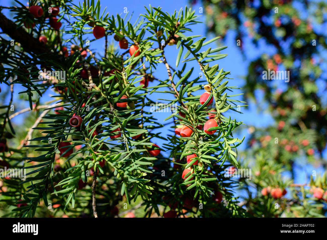 thuja occidentalis bilder Thuja occidentalis 'Smaragd' Konifere (Lebensbaum) | 60-80 cm Im Topf