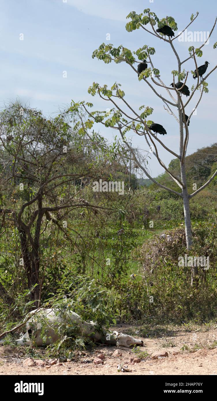 Geier wartet in der Nähe einer toten Kuh Stockfoto