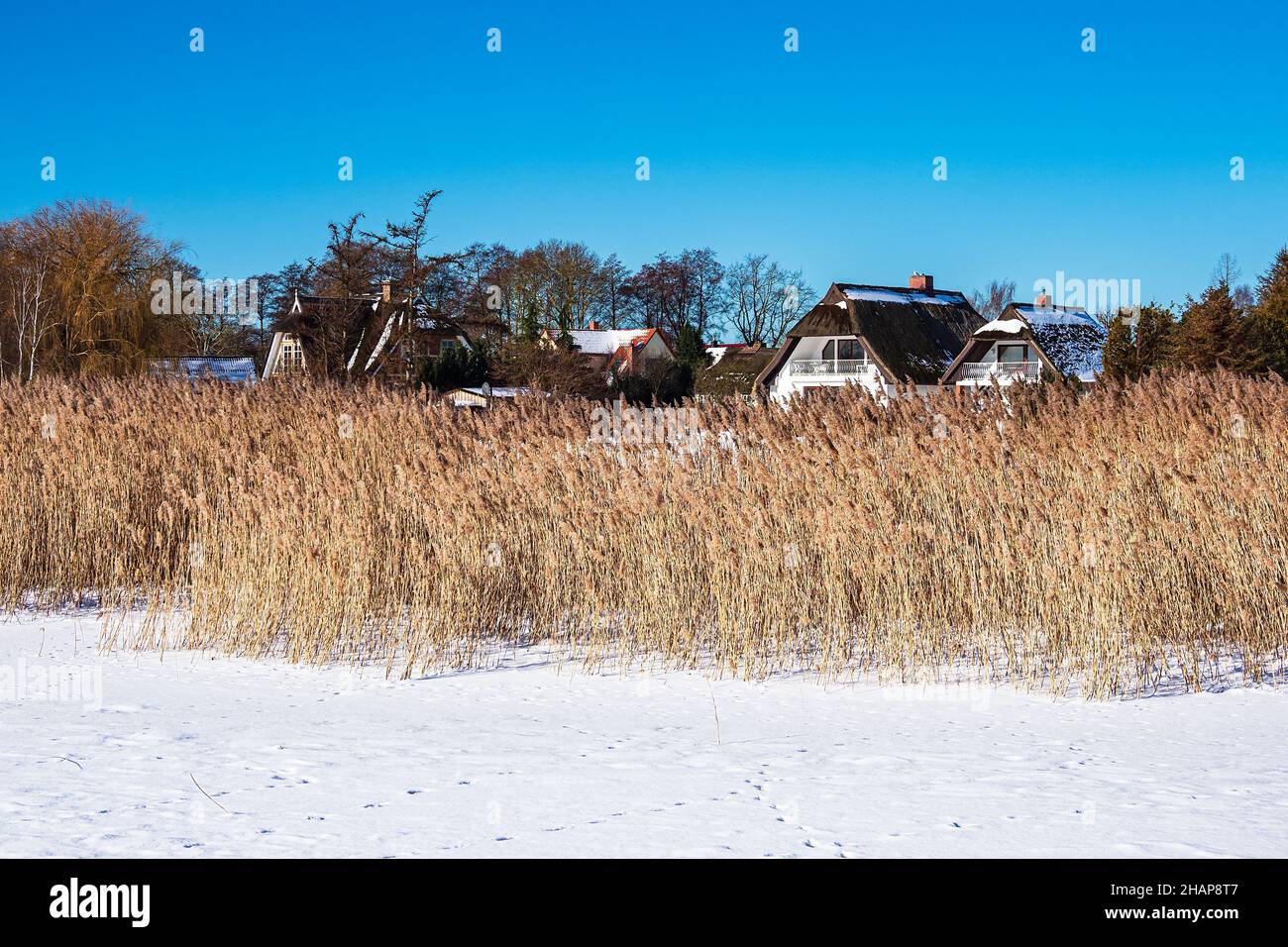 Schilf und Gebäude an der Boddenküste in Born, Deutschland. Stockfoto