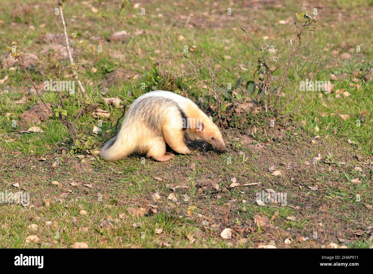 Südliche Ameisenbär im brasilianischen Pantanal Stockfoto