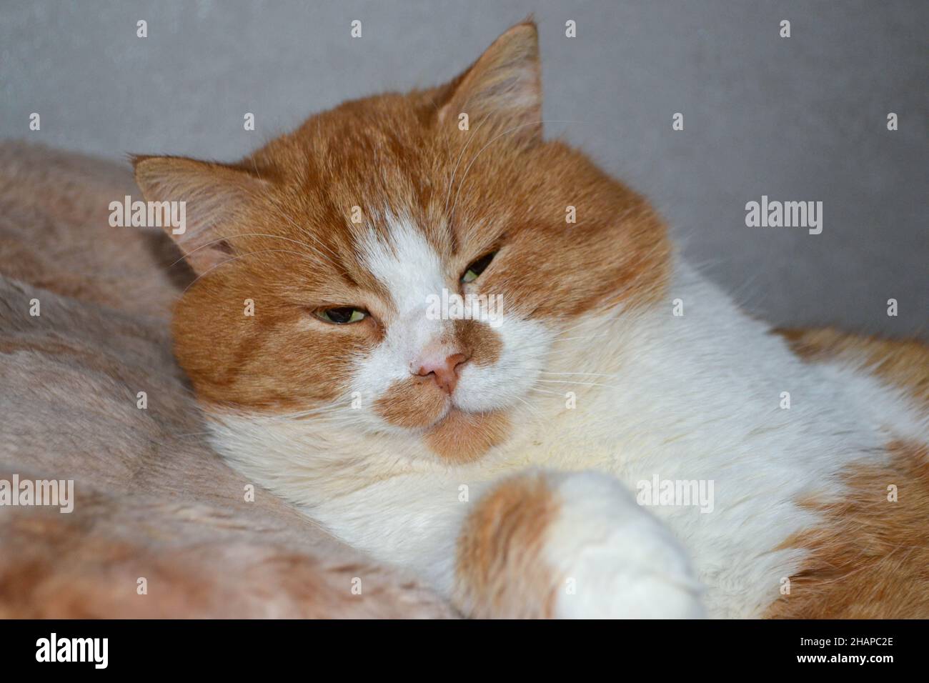Rote Katze mit weißen Flecken. Die Nahaufnahme der entspannten roten Katze Stockfoto