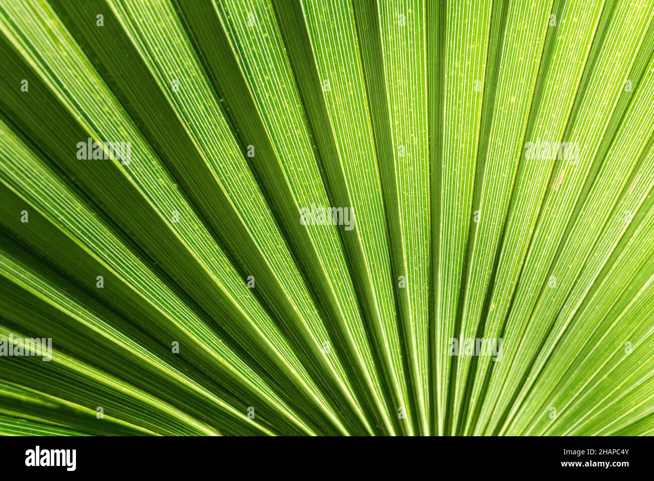 Grünes Blatt in einem Gewächshaus Stockfoto