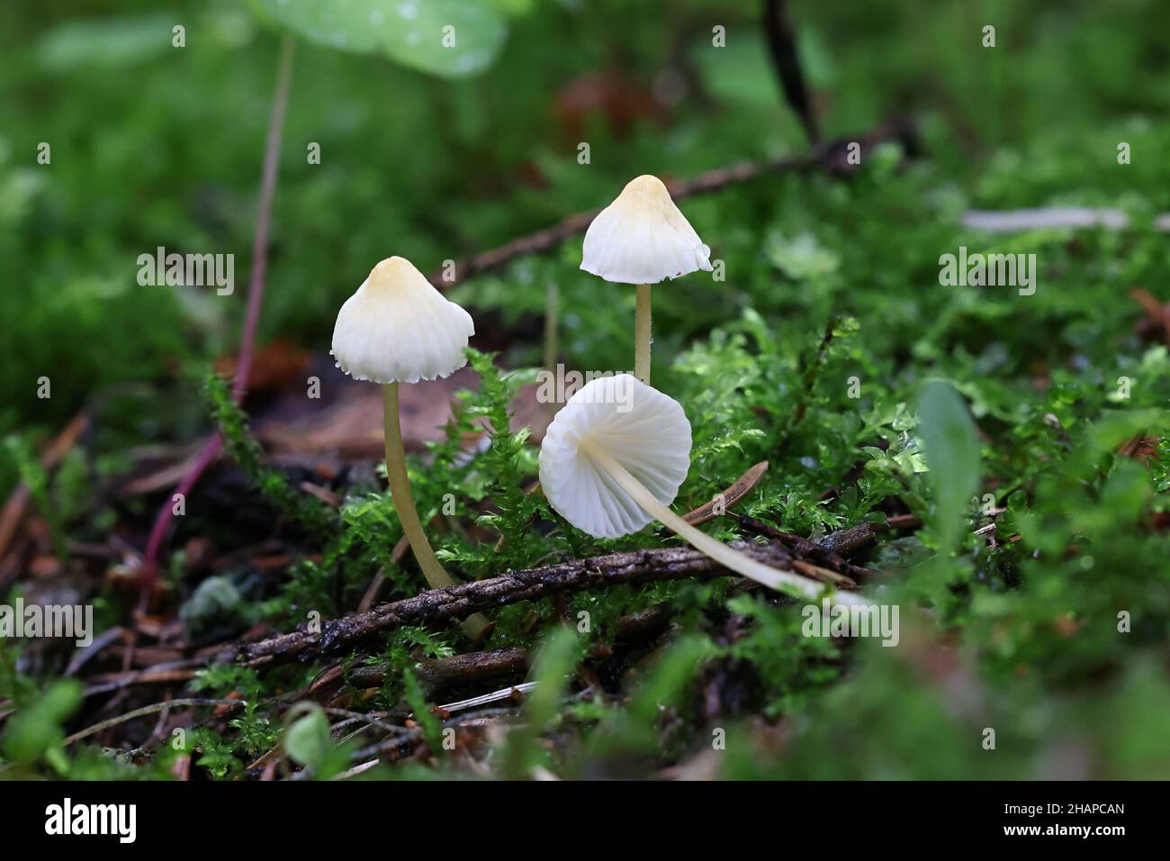 Mycena citrinomarginata, allgemein bekannt als die gelbe Haube, wilder Pilz aus Finnland Stockfoto