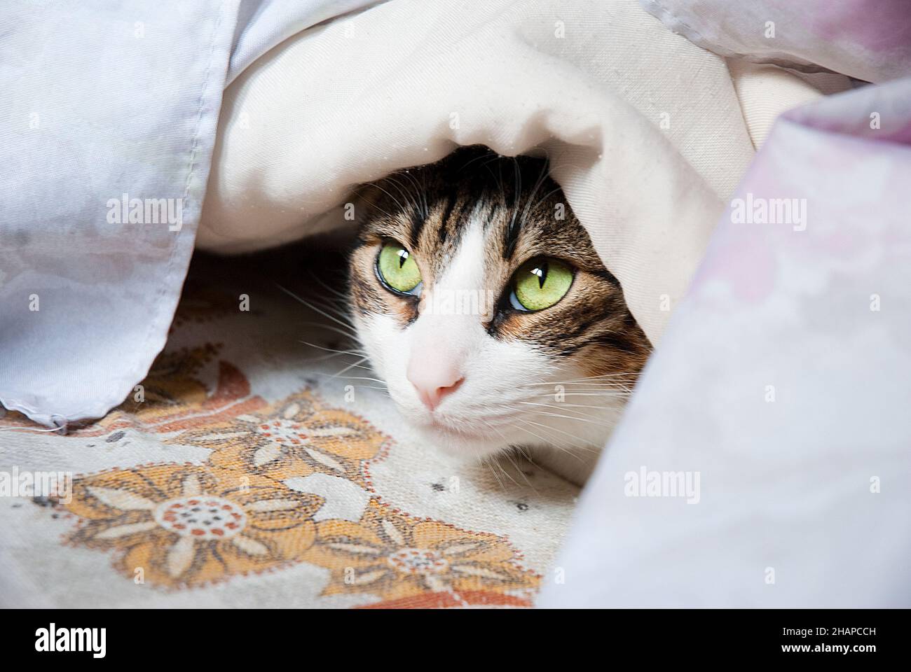 Katze Versteckt Sich Den Ganzen Tag Versteckte katze -Fotos und -Bildmaterial in hoher Auflösung – Alamy