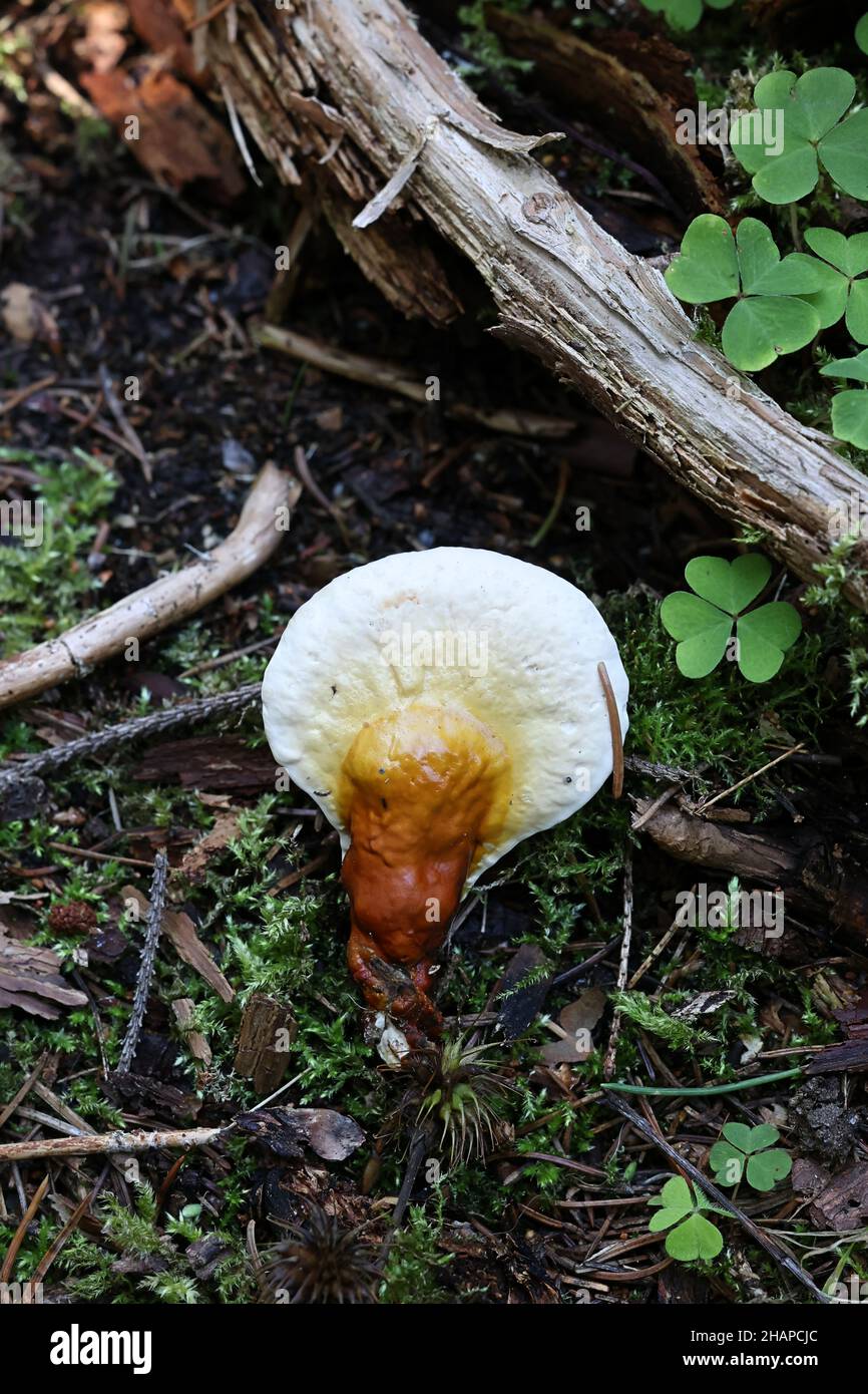 Ganoderma lucidum, allgemein bekannt als Lingzhi oder Reishi, wilder medizinischer Polyporenpilz aus Finnland Stockfoto