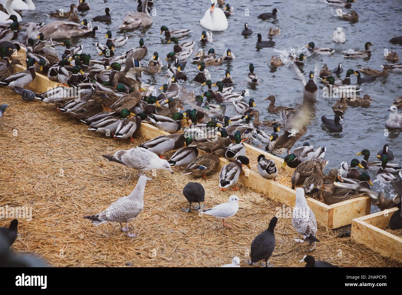 Große Kolonie überwternder Wasservögel, Schwäne, Enten und anderer Wasservögel, die sich im Winter im Stadtpark von Stockholm auf dem Wasser ernähren. Vögel füttern Stockfoto