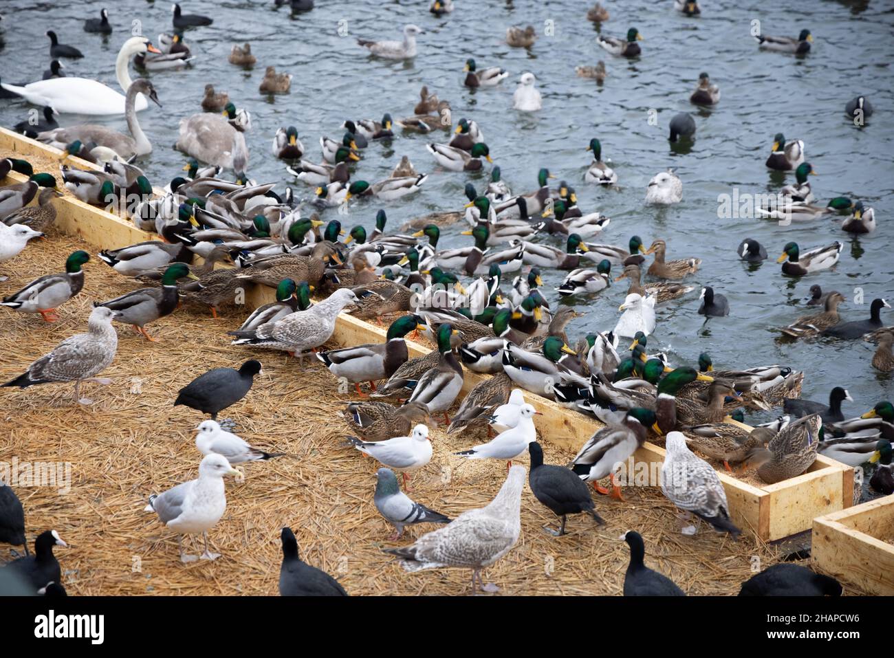 Große Kolonie überwternder Wasservögel, Schwäne, Enten und anderer Wasservögel, die sich im Winter im Stadtpark von Stockholm auf dem Wasser ernähren. Vögel füttern Stockfoto