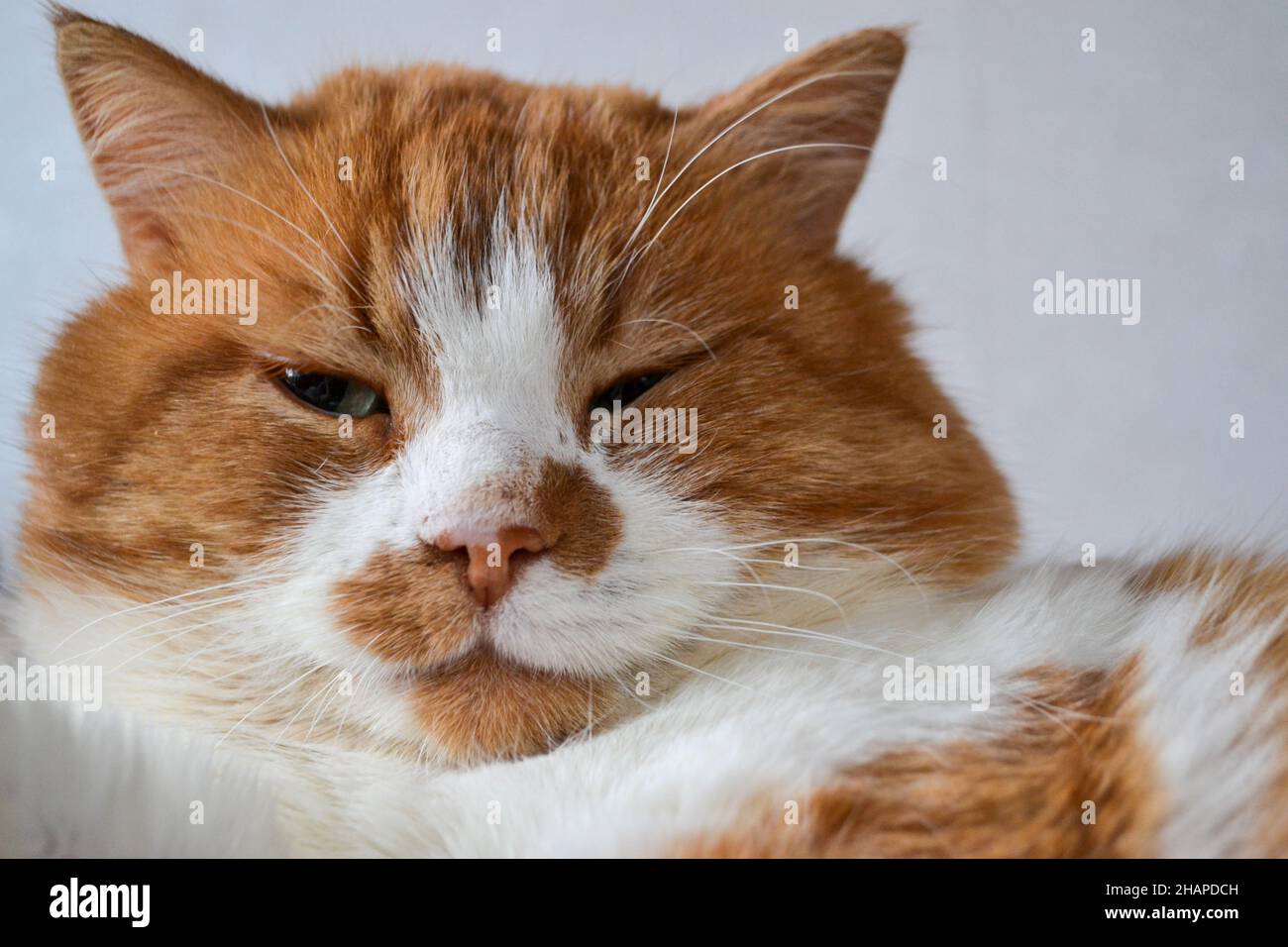 Rote Katze mit weißen Flecken. Die Nahaufnahme der entspannten roten Katze Stockfoto