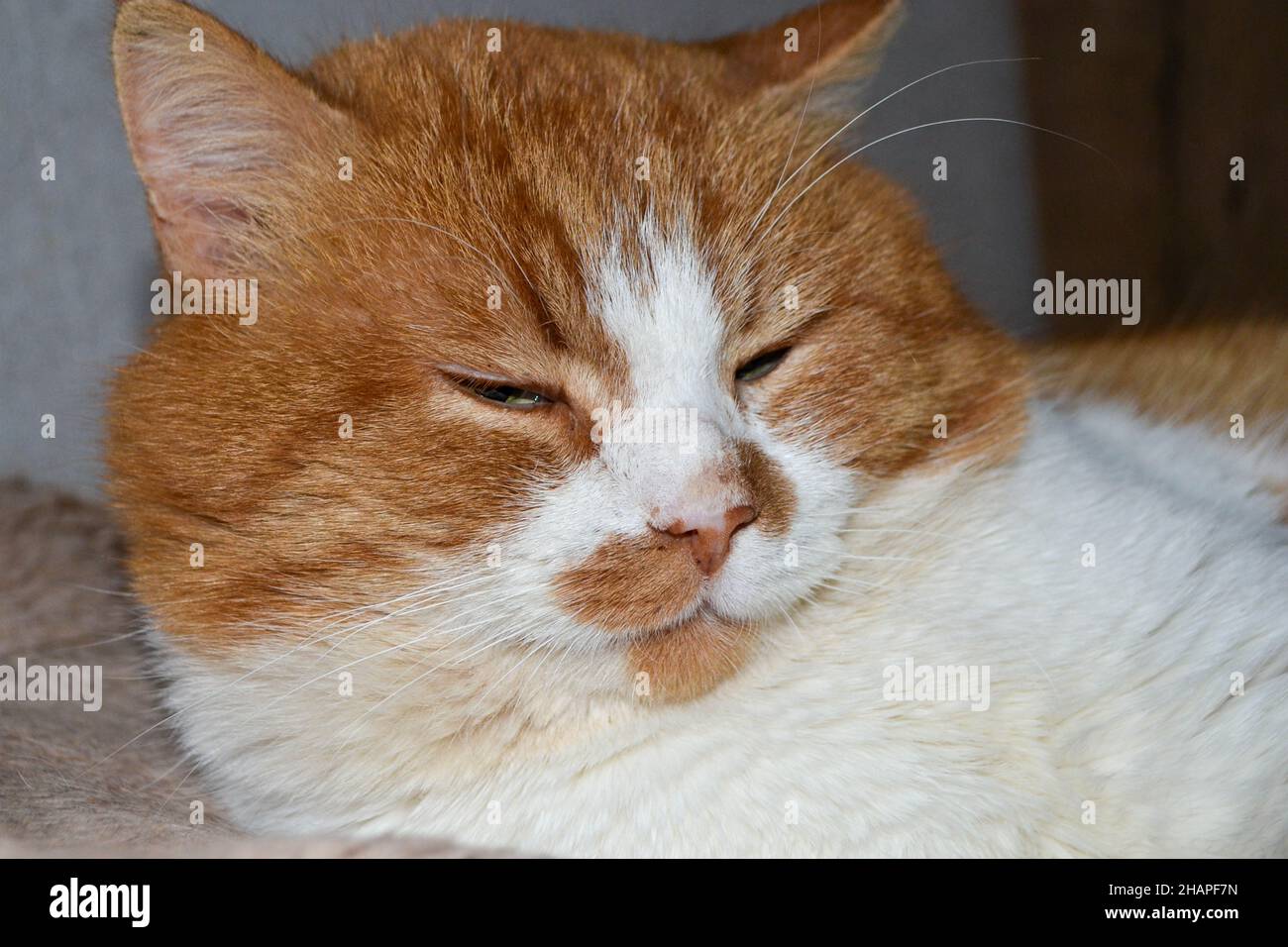 Rote Katze mit weißen Flecken. Die Nahaufnahme der entspannten roten Katze Stockfoto