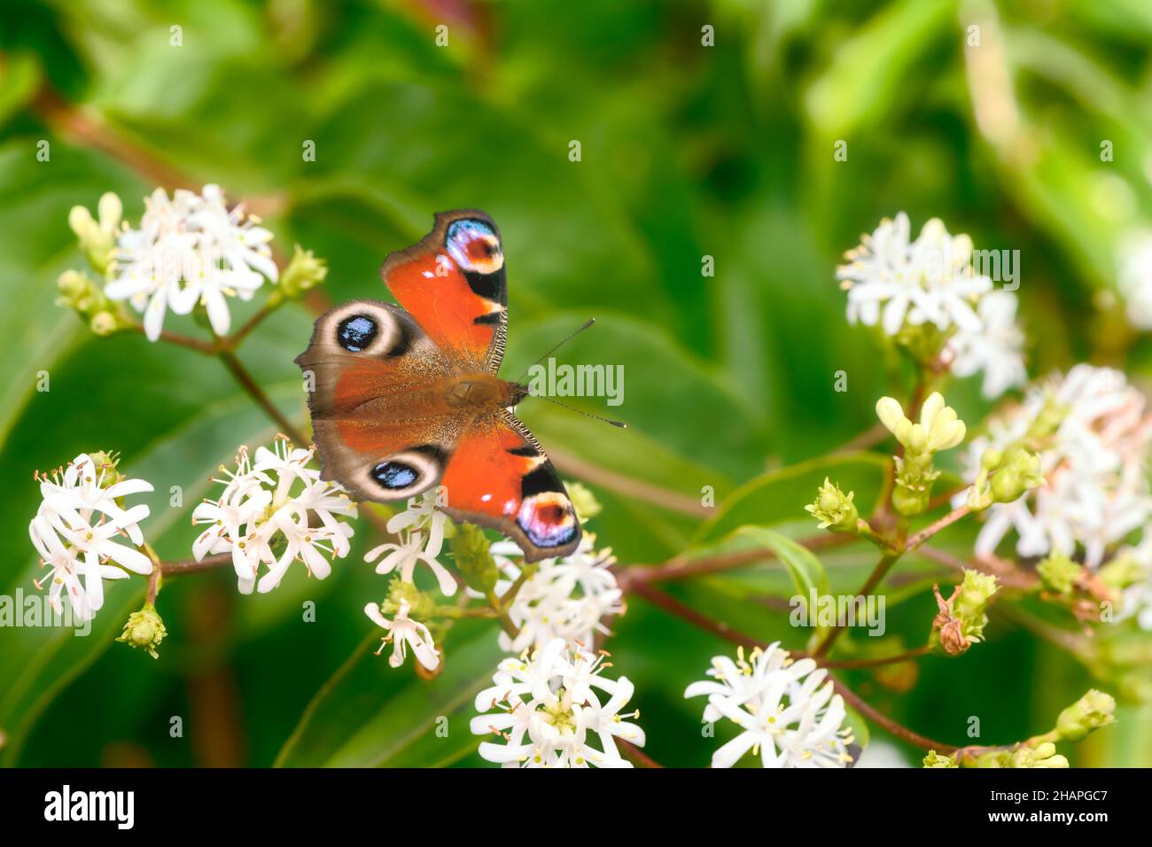 Makro einer getönten Dame Schmetterling auf einem weiß blühenden sieben Sohn Blume Busch Stockfoto