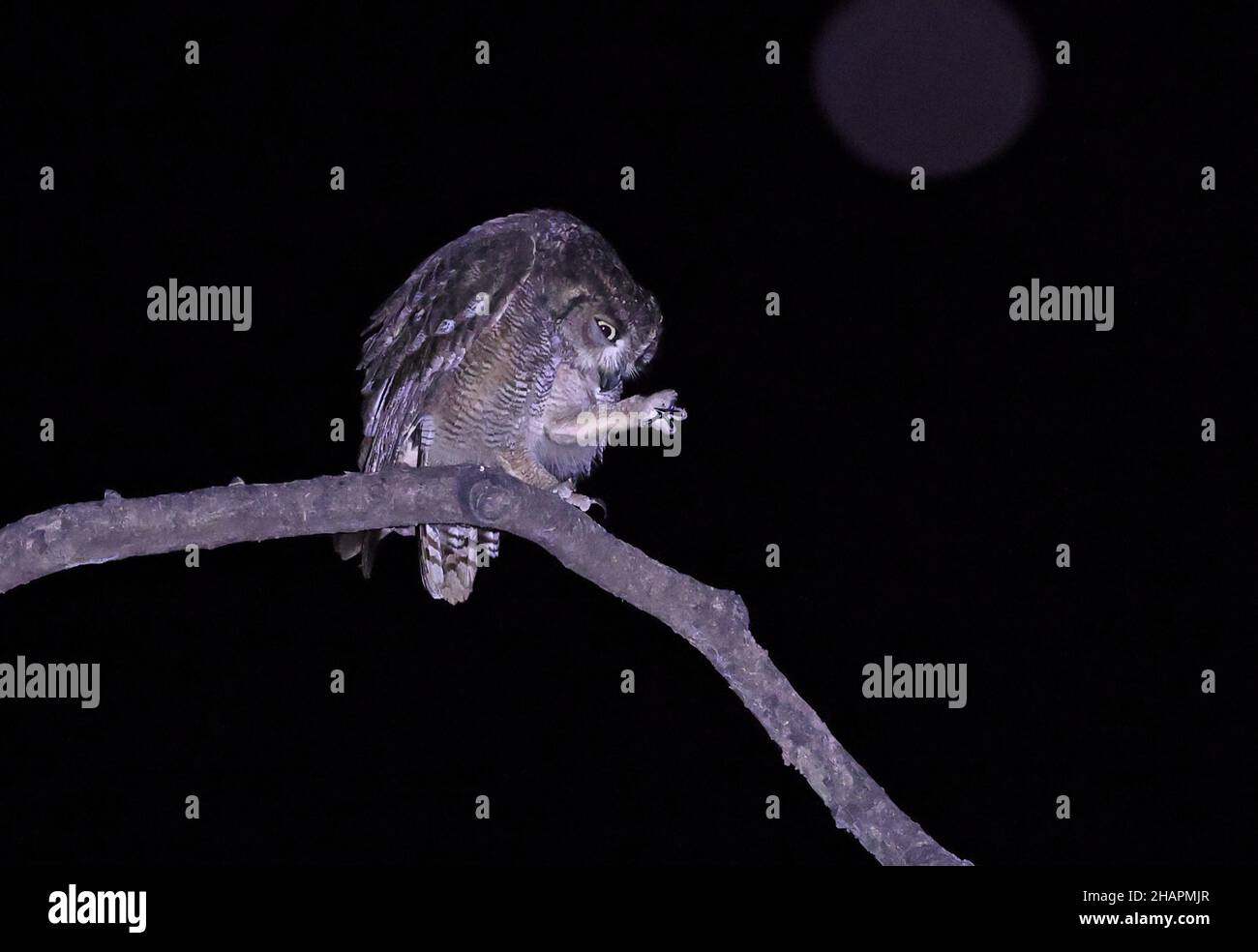 Arabian Spotted Eagle-Owl (Bubo milesi) Erwachsener auf Zweig in der Nacht preening Bein südlichen Oman Dezember Stockfoto