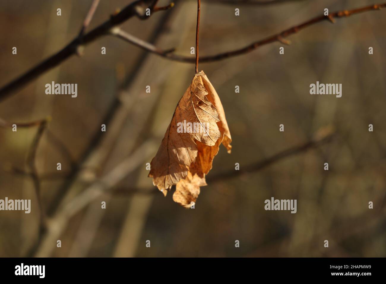 Flacher Fokus eines trockenen Blattes auf Bäumen in der Herbstsaison Stockfoto