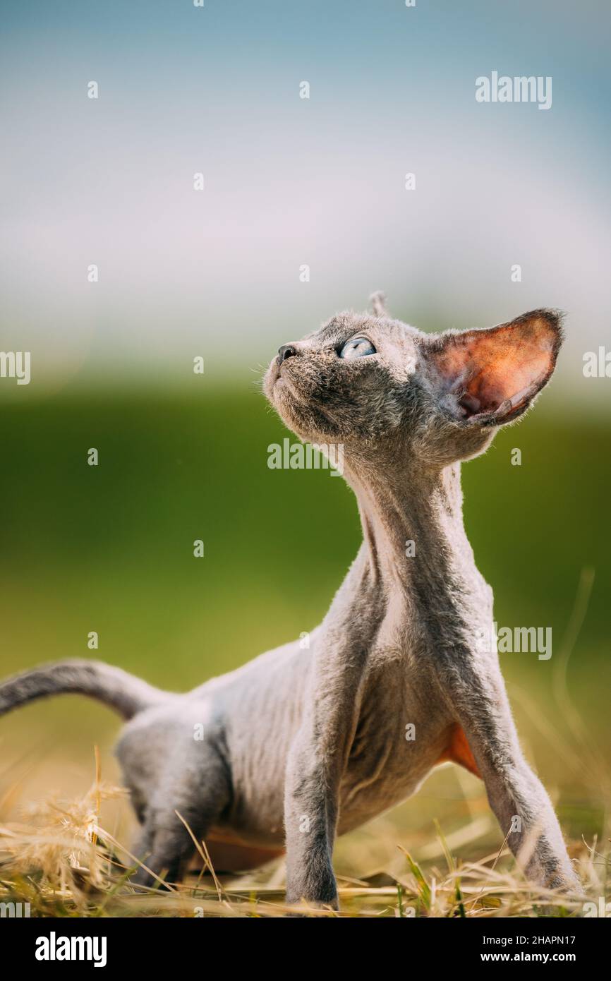 Lustige Junge Graue Devon Rex Kätzchen Im Gras. Kurzhaarige Katze der englischen Rasse. Süße Devon Rex Katze Lustige Neugierig Junge Devon Rex Kätzchen Im Gras Stockfoto