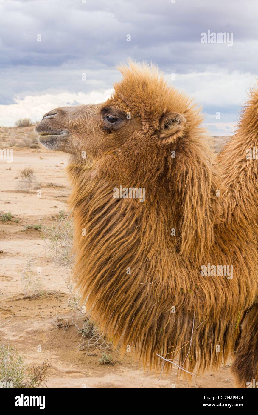 Kamel in der Kyzylkum-Wüste in Usbekistan Stockfoto