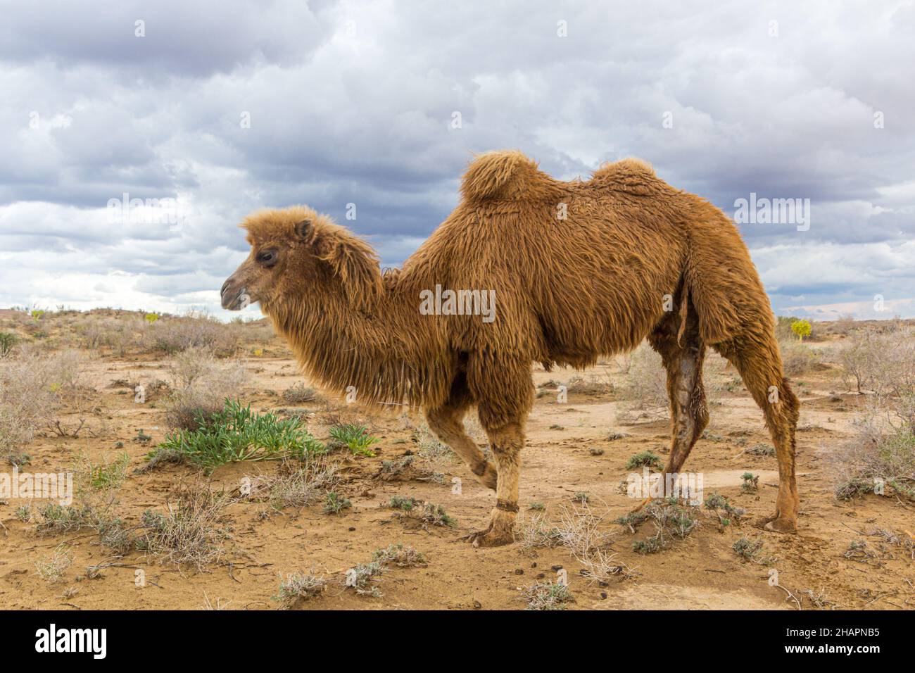 Kamel in der Kyzylkum-Wüste in Usbekistan Stockfoto