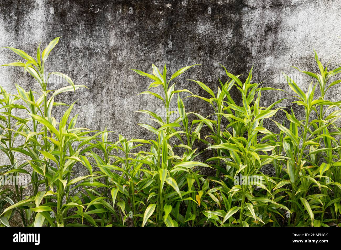 Grünes Gras wächst vor einer dunklen Betonwand in einem Garten Stockfoto