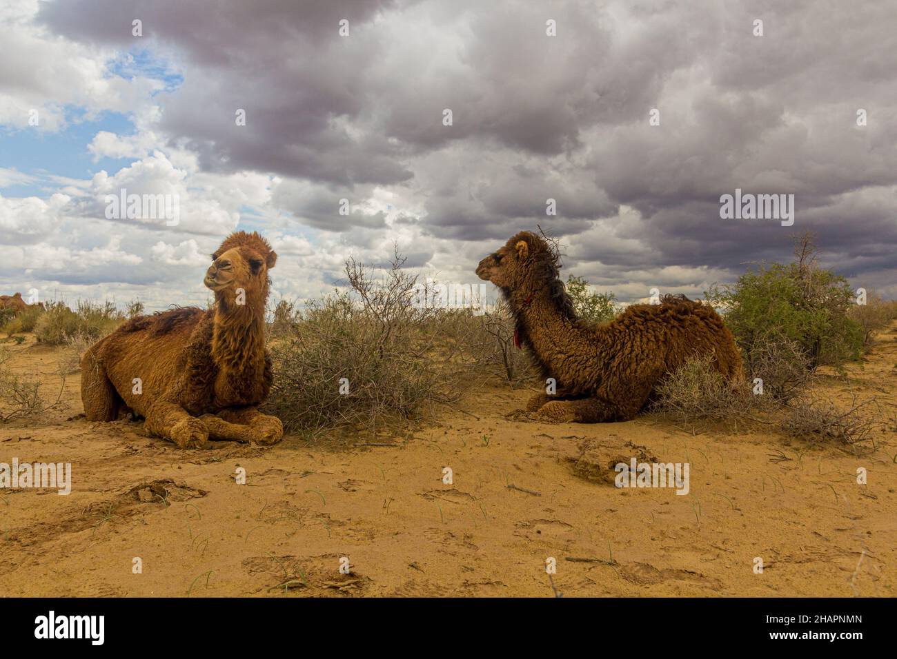 Kamele in der Kyzylkum-Wüste in Usbekistan Stockfoto