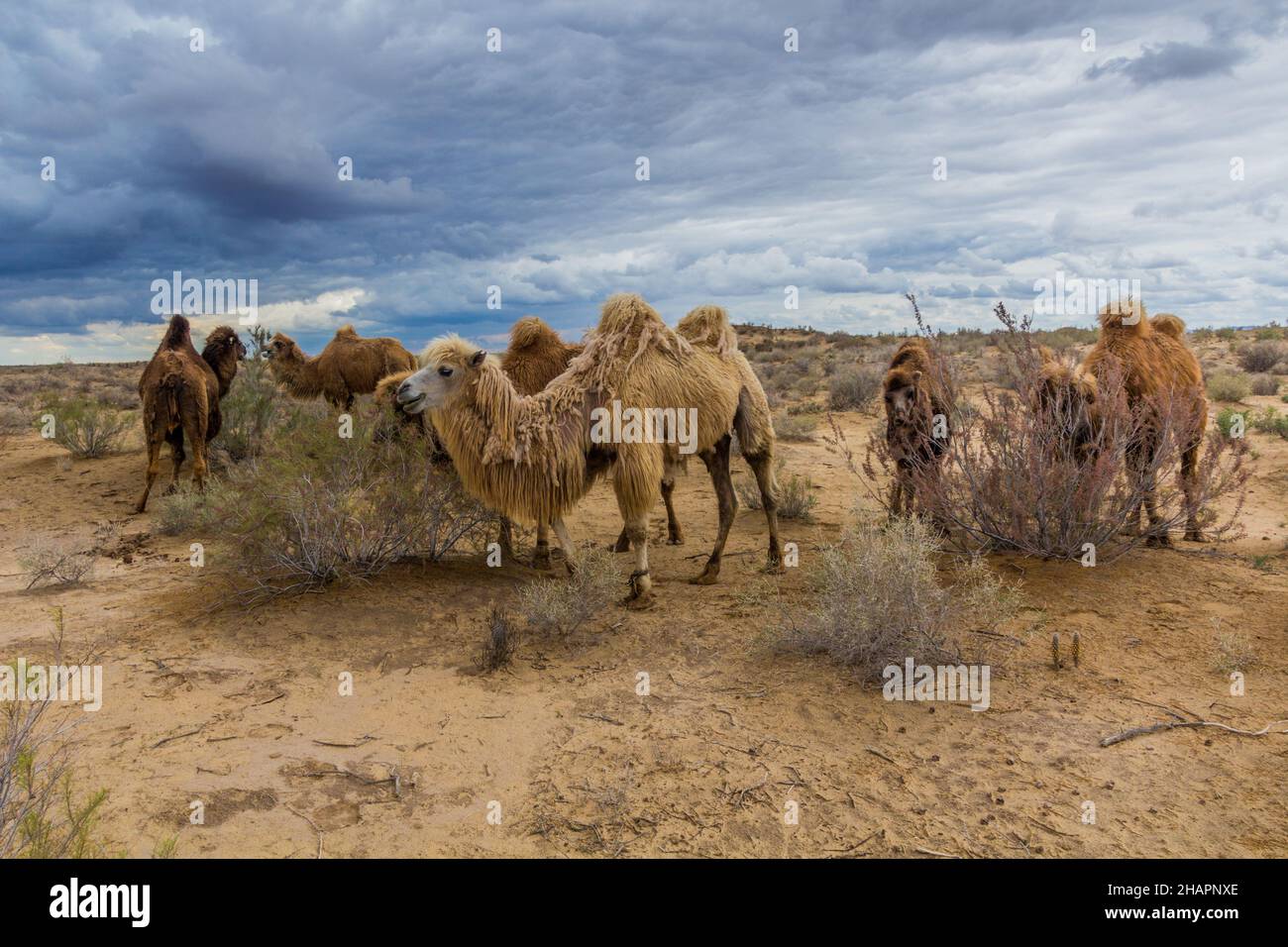 Kamele in der Kyzylkum-Wüste, Usbekistan Stockfoto
