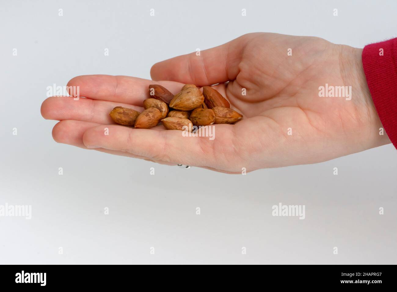 Einige Haselnüsse in der rechten weiblichen Hand isoliert auf weißem Hintergrund Stockfoto