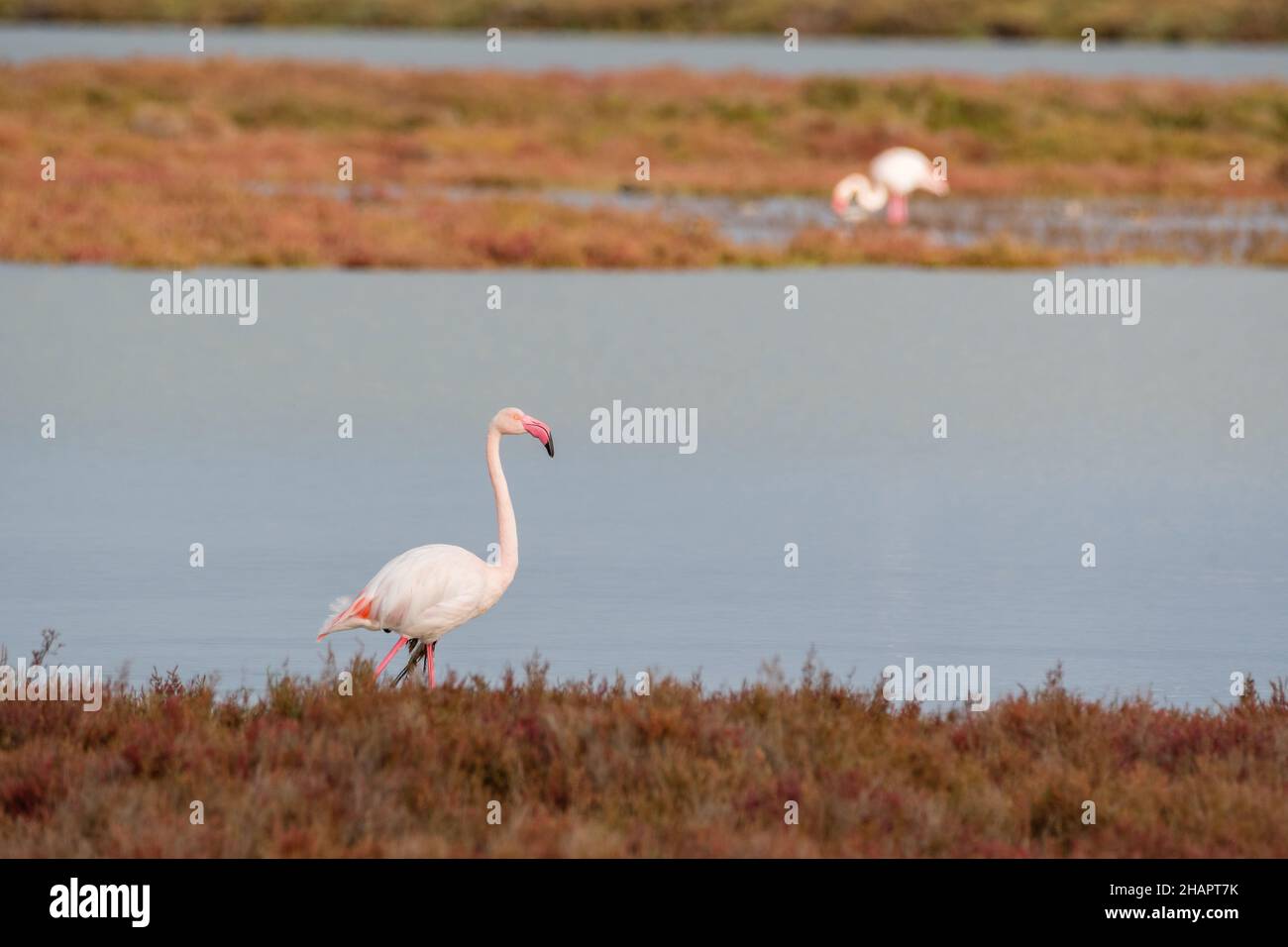 Flamingo, Phoenicopterus roseus, Ebro-Delta, katalonien, Spanien Stockfoto