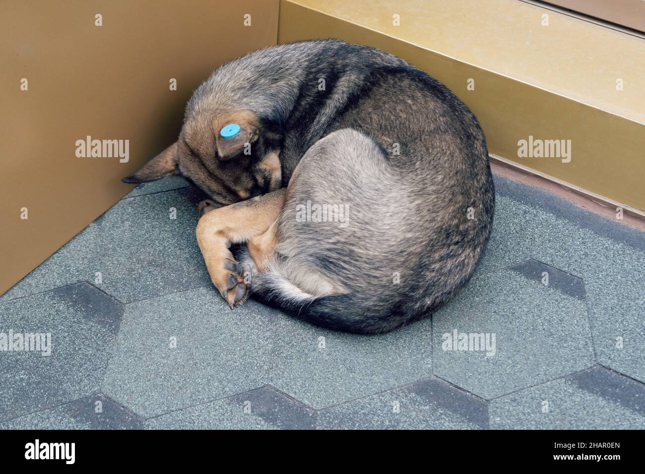 Kontrolle der Population von streunenden Tieren. Streunender Hund mit einem Anhänger im Ohr. Das Problem der obdachlosen Tiere. Stockfoto