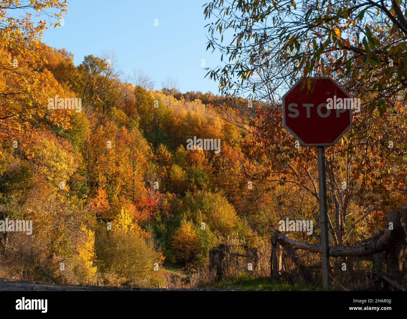 Straßenstopp-Schild, um den Herbst in üppigem Wald horizontal zu stoppen Stockfoto
