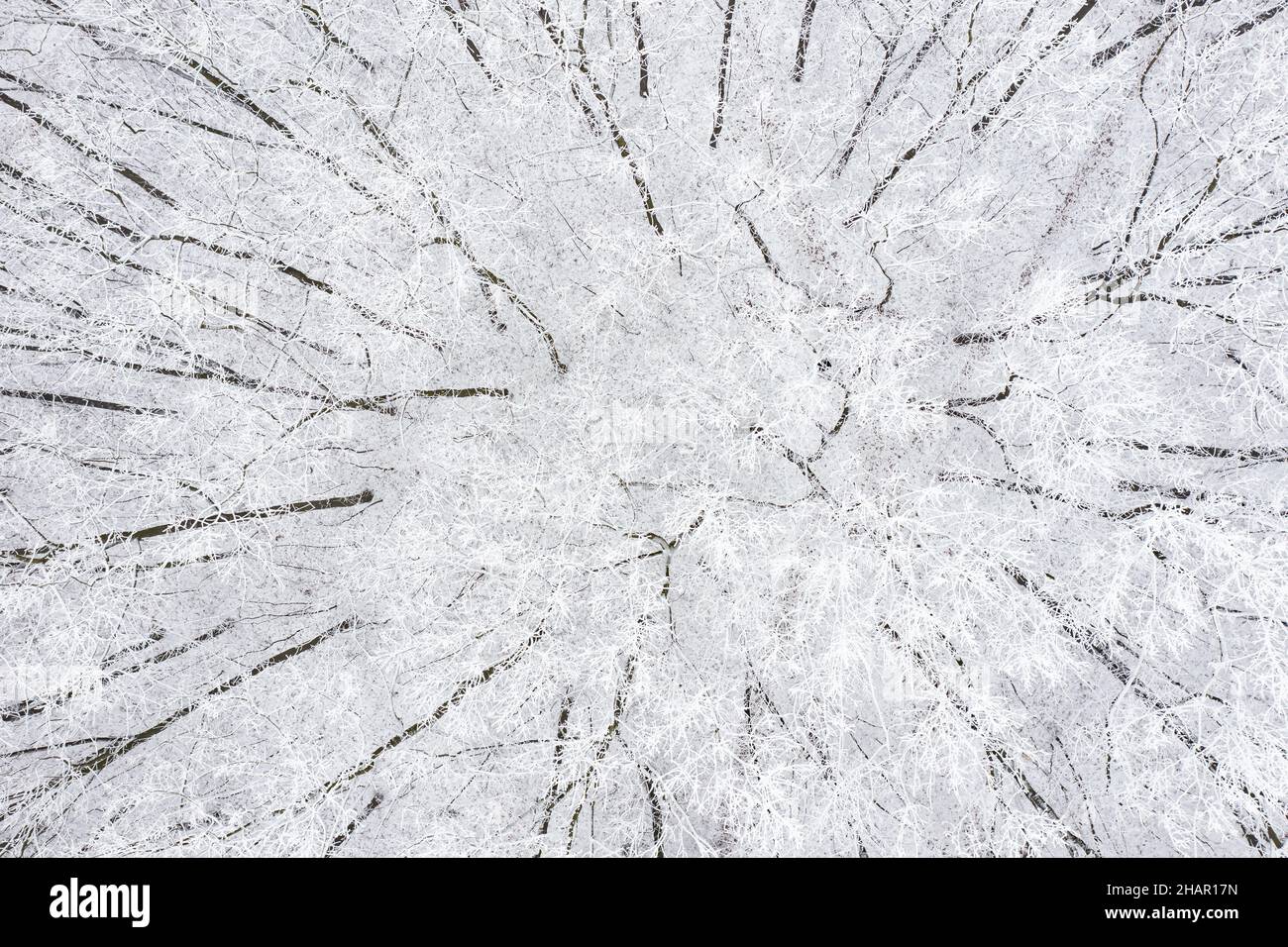 Winterwald bedeckt mit Schnee und Frost, Luftlandschaft Stockfoto