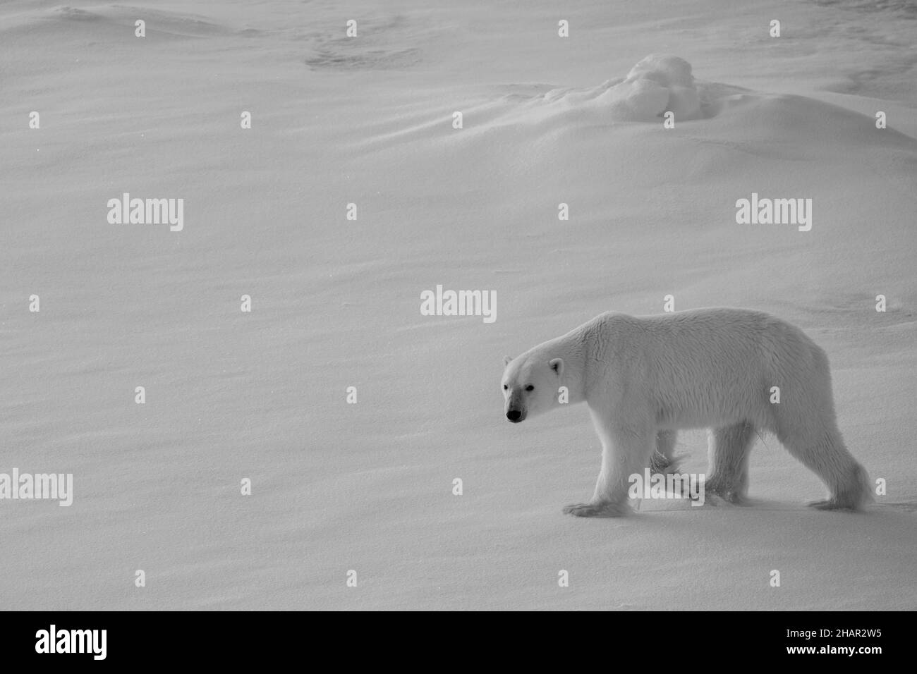 Norwegen, hohe Arktis. Einpoliger Eisbär (WILD: Ursus maritimus) auf Meereis in der Dämmerung. S/W Stockfoto